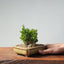 Olive Bonsai #945