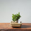 Olive Bonsai #945