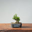 Olive Bonsai #947