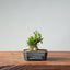 Olive Bonsai #947