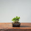 Olive Bonsai #948