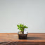 Olive Bonsai #948