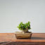 Olive Bonsai #949