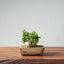 Olive Bonsai #949