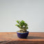 Olive Bonsai #950