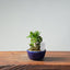 Olive Bonsai #950
