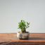 Olive Bonsai #951