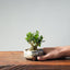 Olive Bonsai #951