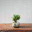 Olive Bonsai #951