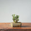 Olive Bonsai #952