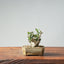 Olive Bonsai #952