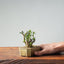 Olive Bonsai #952