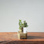 Olive Bonsai #952
