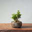 Olive Bonsai #953