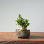 Olive Bonsai #953