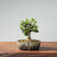 Olive Bonsai #954