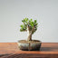 Olive Bonsai #954