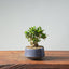 Olive Bonsai #955