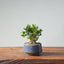 Olive Bonsai #955