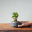 Olive Bonsai #955