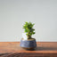 Olive Bonsai #955
