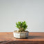 Olive Bonsai #956