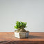 Olive Bonsai #956