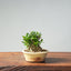 Olive Bonsai #957