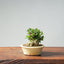 Olive Bonsai #957