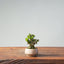 Olive Bonsai #958