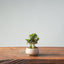 Olive Bonsai #958