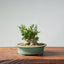 Olive Bonsai #959