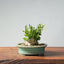 Olive Bonsai #959