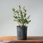 Coast Live Oak Bonsai #960