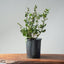 Coast Live Oak Bonsai #960