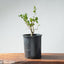 Coast Live Oak Bonsai #961