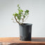 Coast Live Oak Bonsai #961