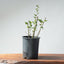 Coast Live Oak Bonsai #962