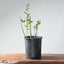 Coast Live Oak Bonsai #962