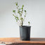 Coast Live Oak Bonsai #963