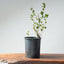 Coast Live Oak Bonsai #963