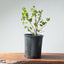 Coast Live Oak Bonsai #964