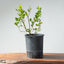 Coast Live Oak Bonsai #964