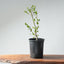 Coast Live Oak Bonsai #965