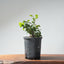 Coast Live Oak Bonsai #966