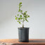 Coast Live Oak Bonsai #967