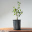 Coast Live Oak Bonsai #967