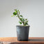 Coast Live Oak Bonsai #968