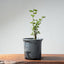 Coast Live Oak Bonsai #969