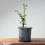 Coast Live Oak Bonsai #969